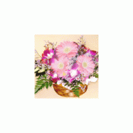 日本,粉色太阳花蓝